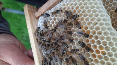 Бджоломатки Карпатка 2024р. Плідні матки В наявності