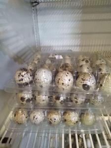 яйца перепелиные домашние 