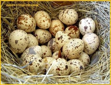 Яйце перепілки інкубаційне, селекція Франції, Іспанії.