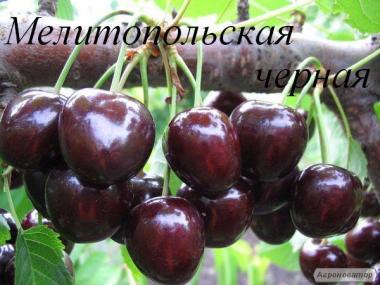 Продаем саженцы черешни и вишни