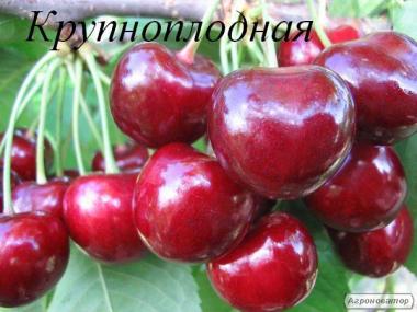 Продаем саженцы черешни и вишни