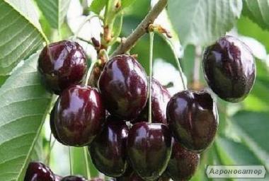 Продаем саженцы черешни и вишни