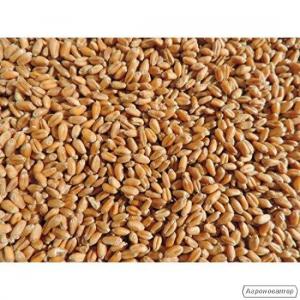 продам фуражну пшеницю