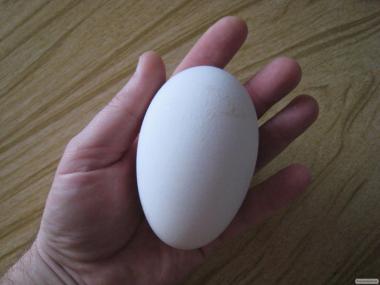 Инкубационное яйцо гуся мамут