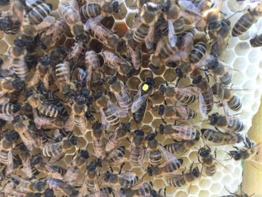 Плодные Пчеломатки КАРНИКА, КАРПАТКА 2022 (Пчелиные матки Карника)