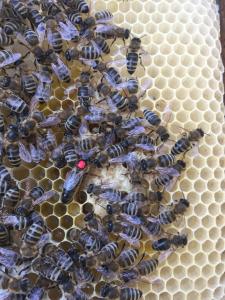 Плодные Пчеломатки КАРНИКА, КАРПАТКА 2022 (Пчелиные матки Карника)