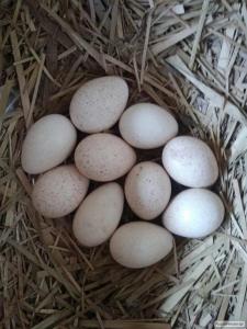 Інкубаційні яйця індичок БІГ-6. Відправка по Україні