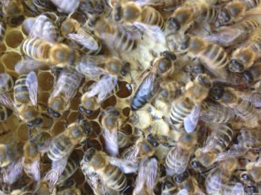 Бджоломатки 2022 Карпатської породи