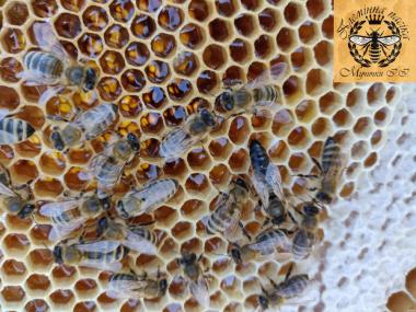 Бджоломатки 2022 Карпатської породи