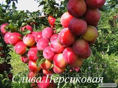 Саженцы плодовых деревьев