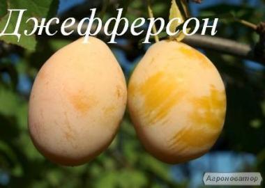 Саженцы плодовых деревьев
