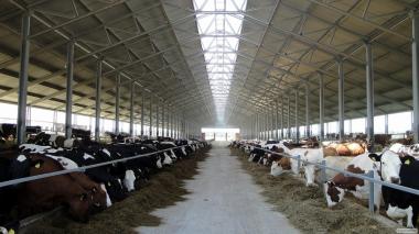 Будівлі тваринницьких ферми (корівники, свинарники)