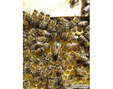 Пчёлы.Пчелопакеты.Пчелиные плодные меченые матки.Карпатка.ВСЯ УКРАИНА