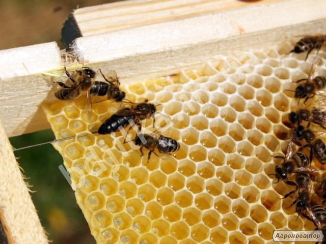 Пчеломатки Карпатской породы c пчелопитомника в 2022 году