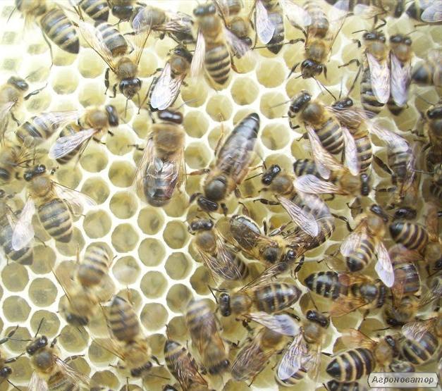 Пчеломатки карпатской породы - Вучковский тип в 2022 году