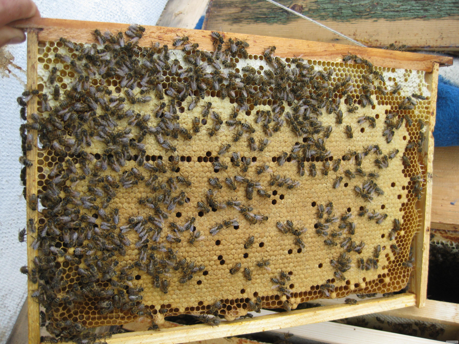 Бджолопакети 2022