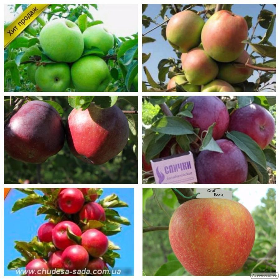 Саженцы яблони от производителя опт и розница более 90 сортов.