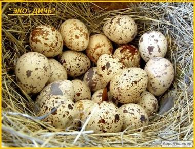 Яйца перепела инкубационные, селекция Франция, Германия и Испания.