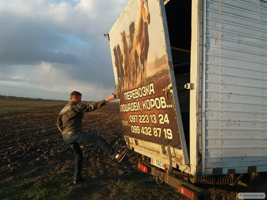 Перевозка лошадей,коров и других животных по Украине. 
