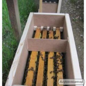 Пчелопакеты, бджолопакети карпатка
