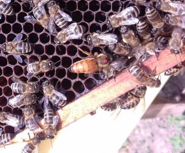 Продам бджоломатки бакфаст 2022 штучного запліднення
