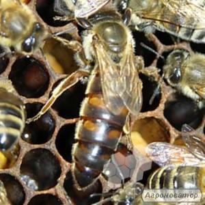 Пчеломатки карника, пчелопакеты карники