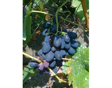Саджанці винограду,актинідії В КОНТЕЙНЕРІ