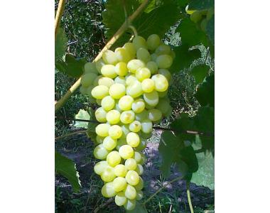 Саженцы винограда,актинидии В КОНТЕЙНЕРЕ