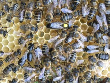 Бджоломатки КАРПАТКА, КАРНИКА плідні матки 2023 Бджолині матки Карніка