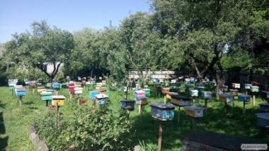 Бджоломатки КАРПАТКА, КАРНИКА плідні матки 2023 Бджолині матки Карніка