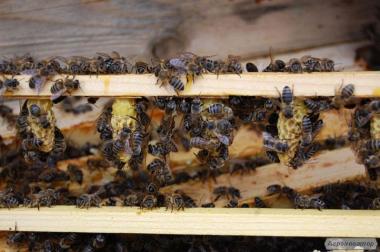 Бджоломатки КАРПАТКА, КАРНИКА плідні матки 2022 Бджолині матки Карніка