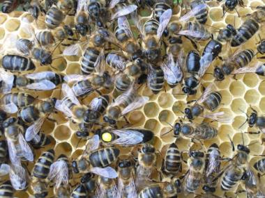 Пчеломатки КАРПАТКА, КАРНИКА Плодные матки 2022 года  Бджолині матки 