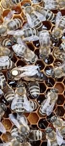  Бджоло матки  Карпатка  2024