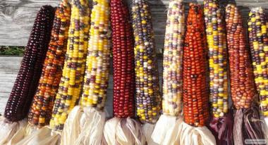 Кукуруза сортовая (семена в различных цветовых вариантах)