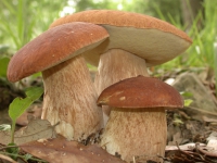 Свіжі гриби